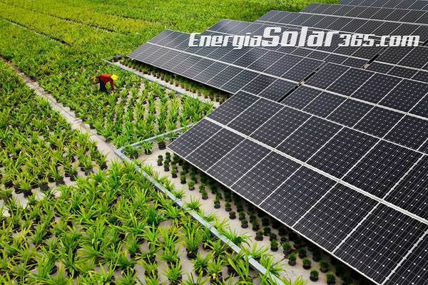 Negocio sostenible: razones para instalar paneles solares