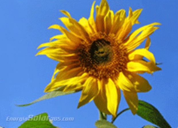 Girasol